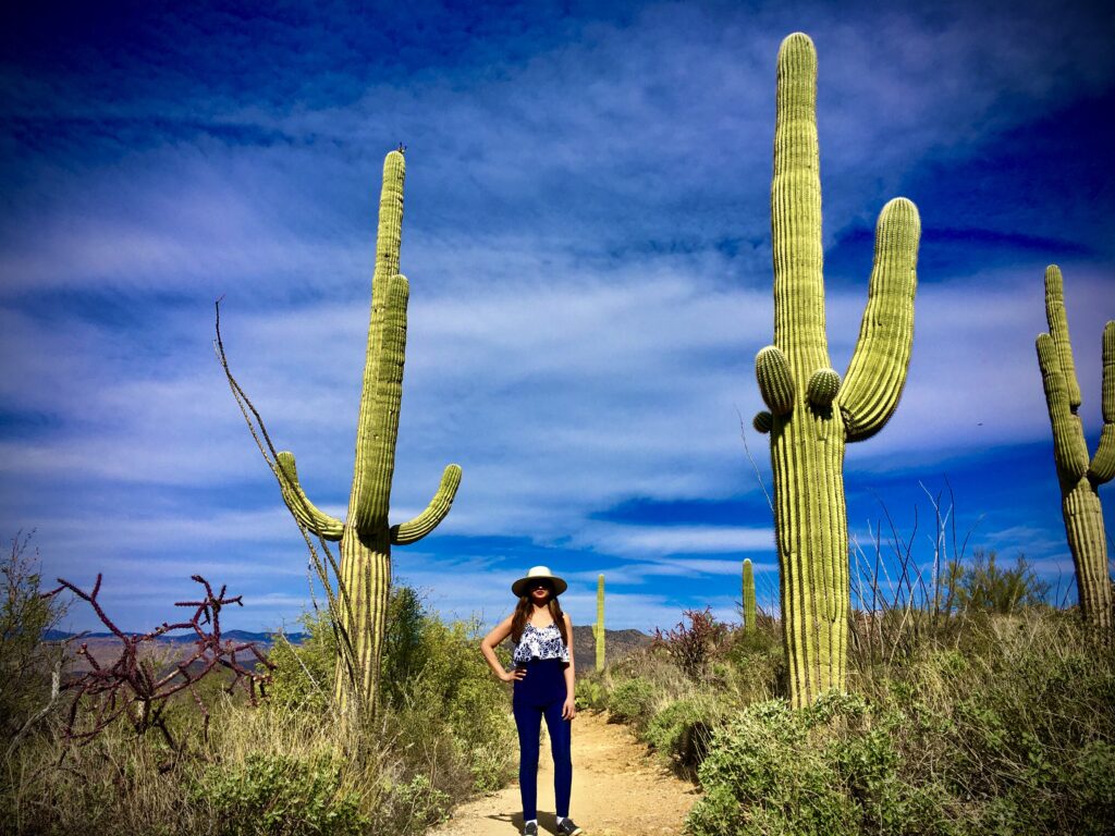 saguaro cactuses